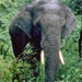 Asian Elephant ECN Blogger Profile