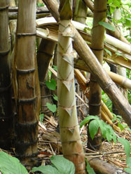 Bamboo shooting at Huai Mae Lamum