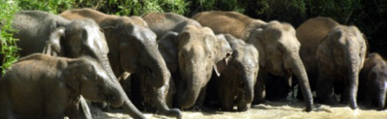 A herd of elephants at Salakpra (this will eventually be a SWF movie and better quality image)