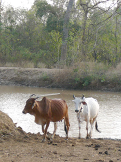 1.Cattle project gets underway