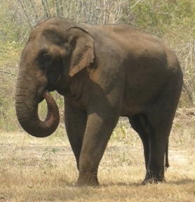 Elephant inspection