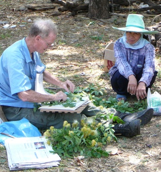Phenology training