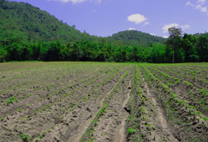 Vegetable Agriculture in the Corridor Triangle