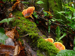Fungus at Huai Mae Lamum