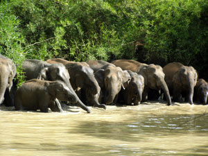 A herd of elephants in Salakpra