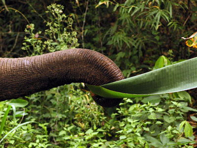Elephant trunk grabbing banana leaf.