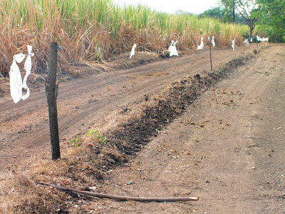 Crop-protection trials: electric fence along sugarcane plantation.