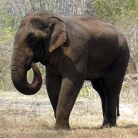 An elephant visitor