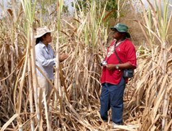 Jittin and Dr Noah Sitati in raided sugar-cane at Nong Hoi