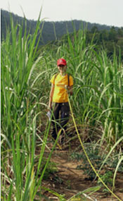 Measuring crop-raiding by elephants 